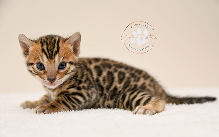 Bengal kitten for sale